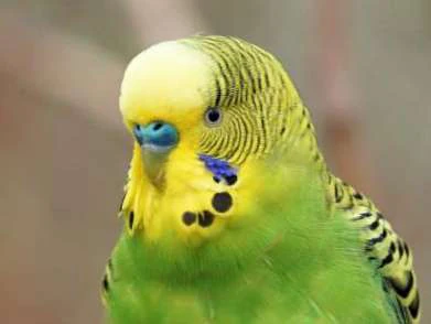 Budgerigar bird visual from source page 17