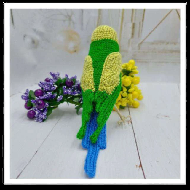 Budgerigar bird visual from source page 17