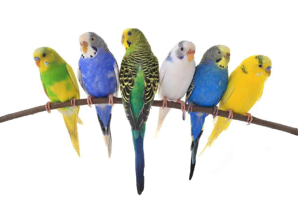 Budgerigar bird visual from source page 5