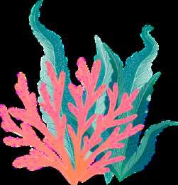 Nemo Clown Fish visual from source page 1