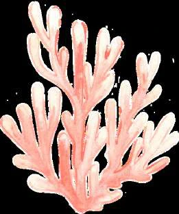 Nemo Clown Fish visual from source page 3