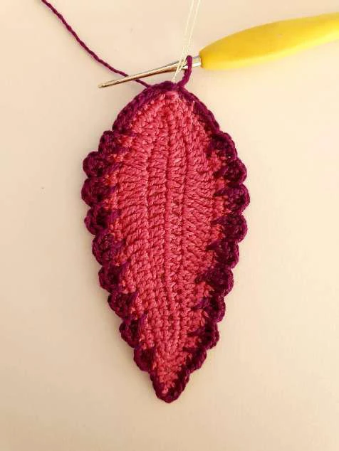 Coleus Plant visual from source page 14