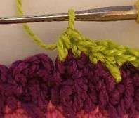 Coleus Plant visual from source page 16