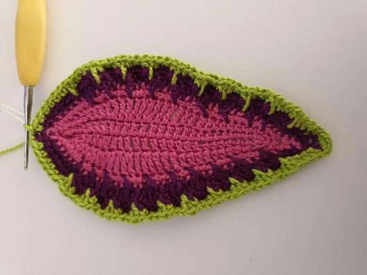 Coleus Plant visual from source page 17