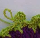 Coleus Plant visual from source page 18