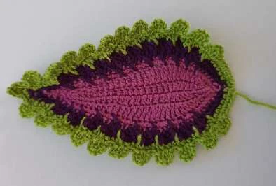 Coleus Plant visual from source page 18