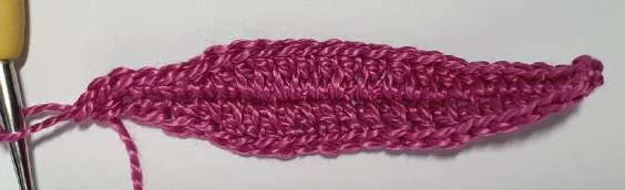 Coleus Plant visual from source page 19