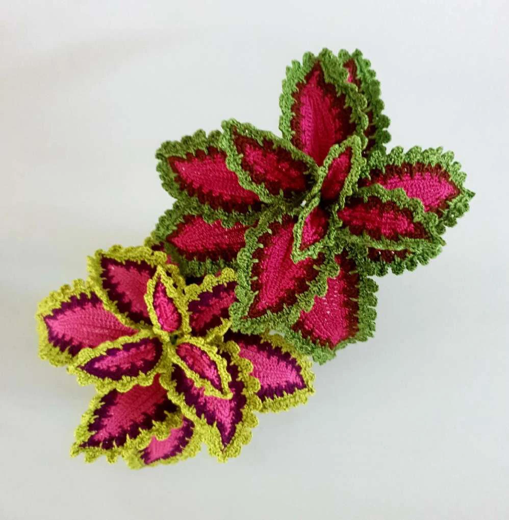 Coleus Plant visual from source page 1