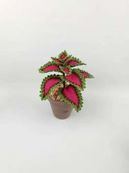 Coleus Plant visual from source page 1
