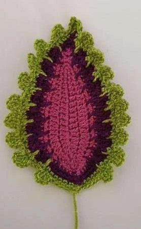 Coleus Plant visual from source page 24