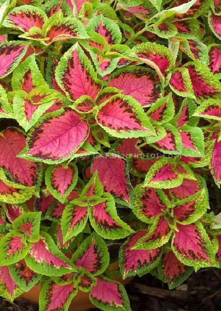 Coleus Plant visual from source page 2