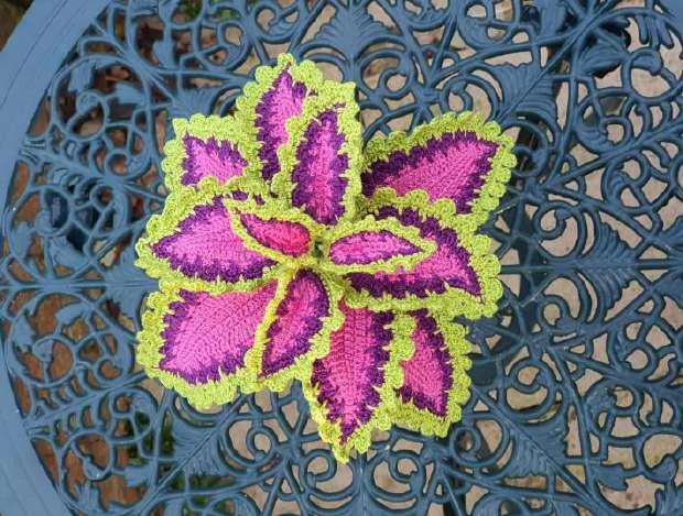 Coleus Plant visual from source page 2