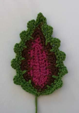 Coleus Plant visual from source page 35