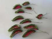 Coleus Plant visual from source page 38