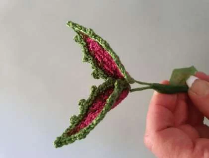 Coleus Plant visual from source page 39