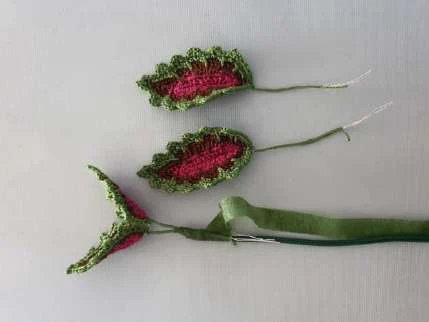 Coleus Plant visual from source page 39