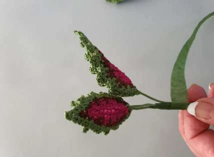 Coleus Plant visual from source page 39