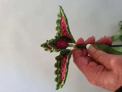 Coleus Plant visual from source page 39