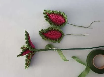 Coleus Plant visual from source page 40