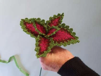 Coleus Plant visual from source page 40