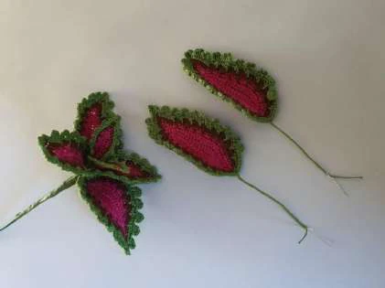 Coleus Plant visual from source page 40