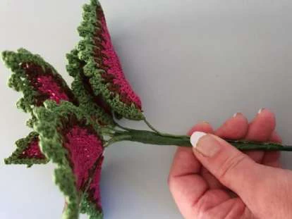 Coleus Plant visual from source page 40