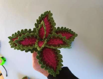Coleus Plant visual from source page 40