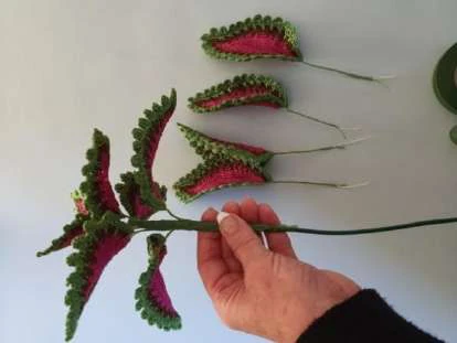 Coleus Plant visual from source page 40