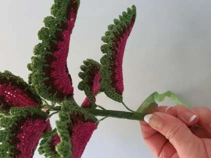 Coleus Plant visual from source page 41