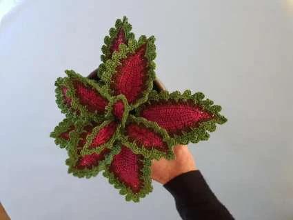 Coleus Plant visual from source page 41