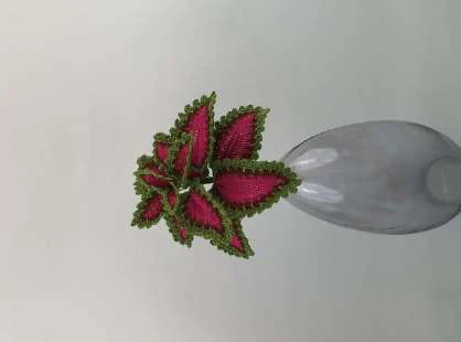 Coleus Plant visual from source page 41
