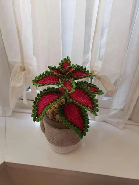 Coleus Plant visual from source page 42