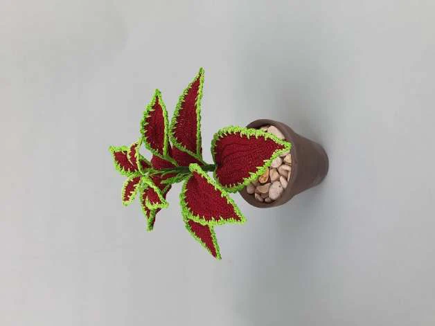 Coleus Plant visual from source page 42