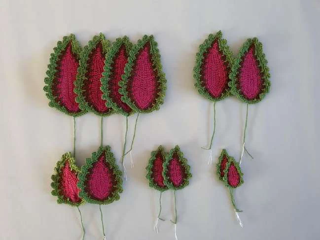Coleus Plant visual from source page 6