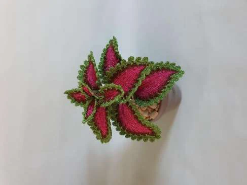 Coleus Plant visual from source page 6