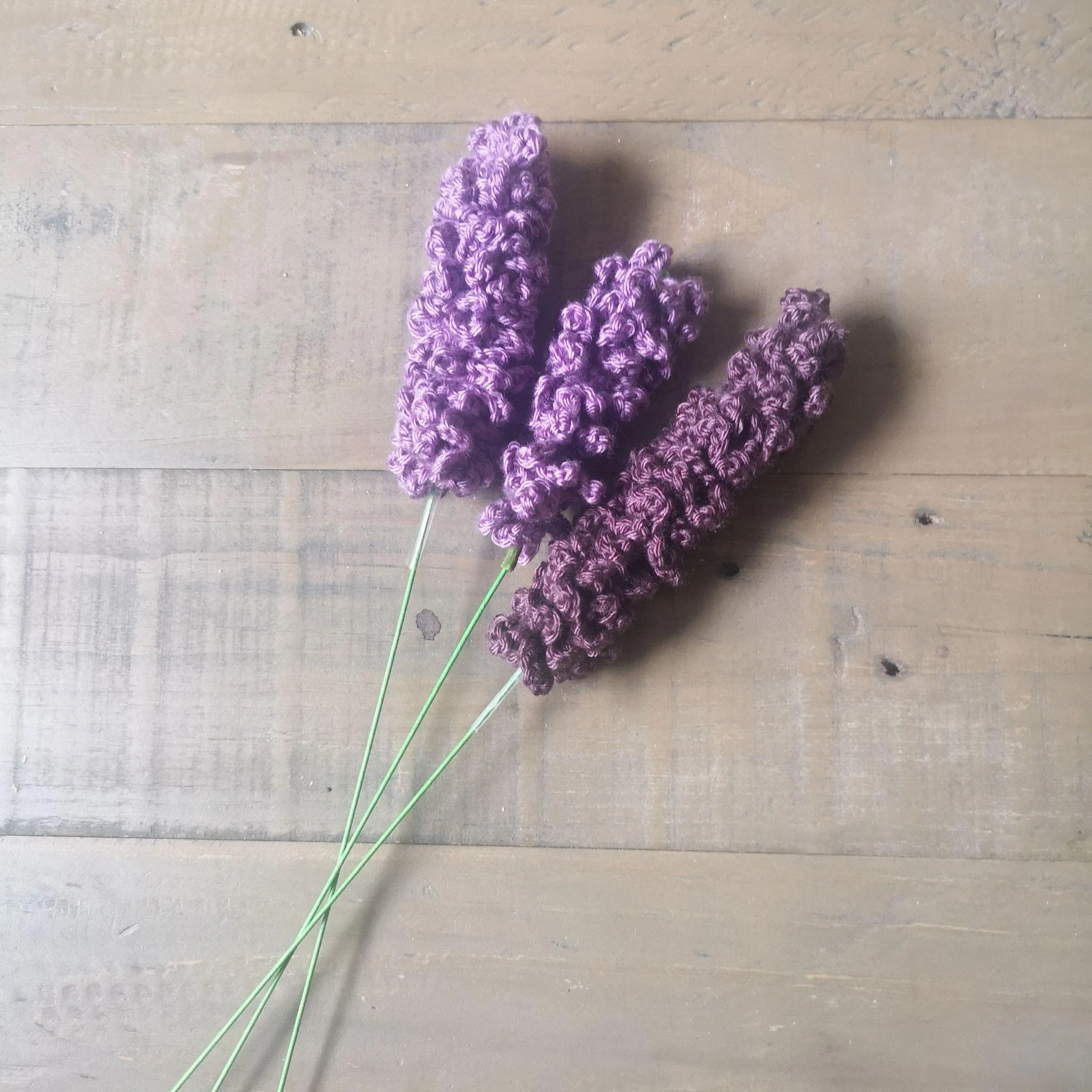 Lavender Plant